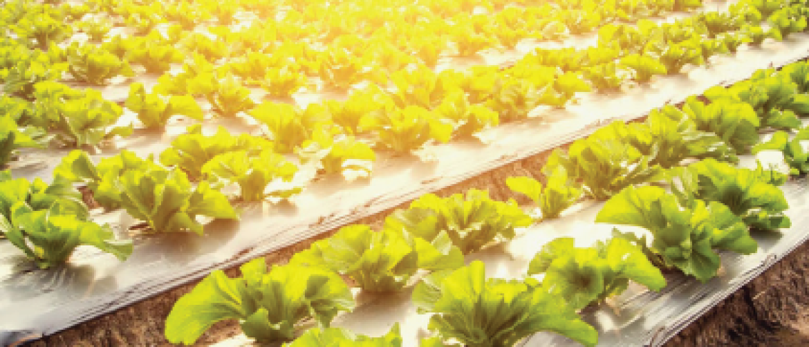 MAS Publishes the 25th Edition of its Biannual Food Security Bulletin (FSB)