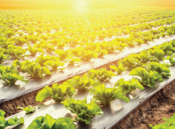 MAS Publishes the 25th Edition of its Biannual Food Security Bulletin (FSB)