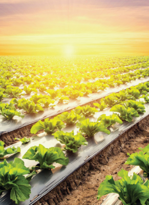 MAS Publishes the 25th Edition of its Biannual Food Security Bulletin (FSB)